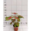 caladium nixia indoor living plants